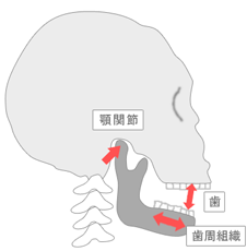 金沢文庫（横浜市金沢区）の歯医者、桜井歯科医院の顎関節症